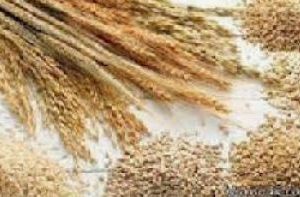 دانلود تحقیق  محصولات غله ای از نظر تئوری و عملی