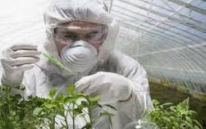 دانلود تحقیق گیاه پزشکی – ژن ۱۲ ص