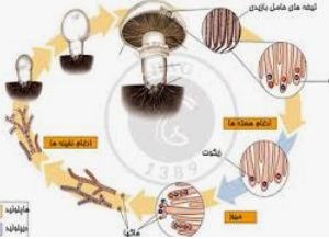 دانلود تحقیق هاگها propagale پراکنده کننده